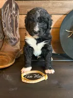 Tan Male, a male Bernedoodle for sale in Coeur d'Alene, ID – 3 of 5