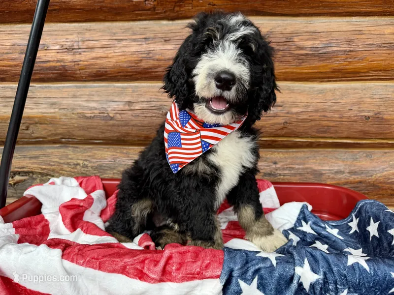 Black Male  – Bernedoodle puppy for sale in Coeur d'Alene, ID