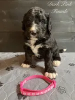 Dark Pink Female , a female Bernedoodle for sale in Coeur d'Alene, ID – 4 of 5