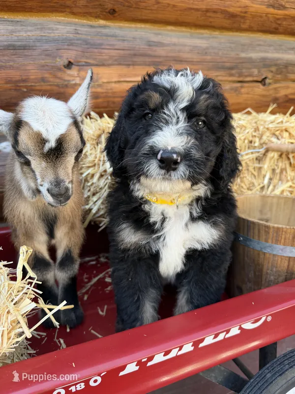 Yellow Male  – Bernedoodle puppy for sale in Coeur d'Alene, ID