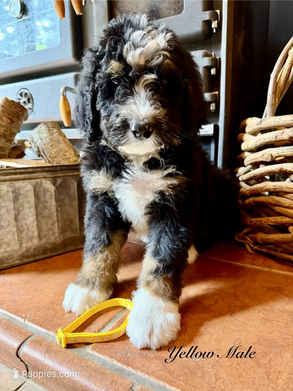 Yellow Male  – Bernedoodle puppy for sale in Coeur d'Alene, ID