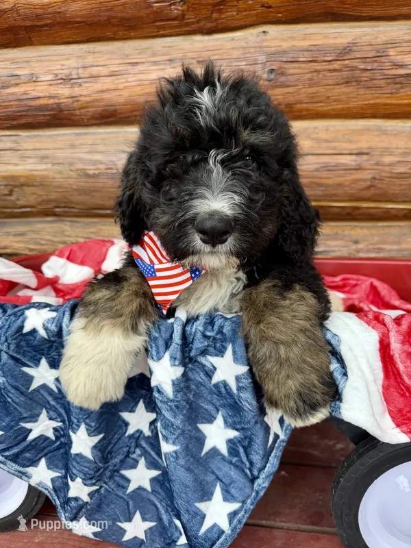 Red Male  – Bernedoodle puppy for sale in Coeur d'Alene, ID