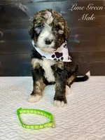 Lime Green Male , a male Bernedoodle for sale in Coeur d'Alene, ID – 3 of 5