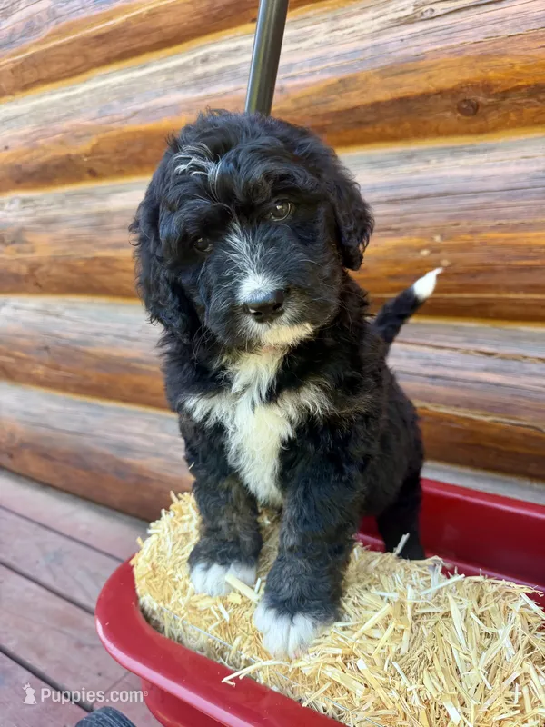 Dark Pink Female  – Bernedoodle puppy for sale in Coeur d'Alene, ID