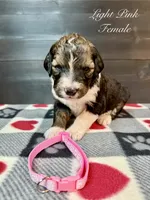 Light Pink Female , a female Bernedoodle for sale in Coeur d'Alene, ID – 4 of 5