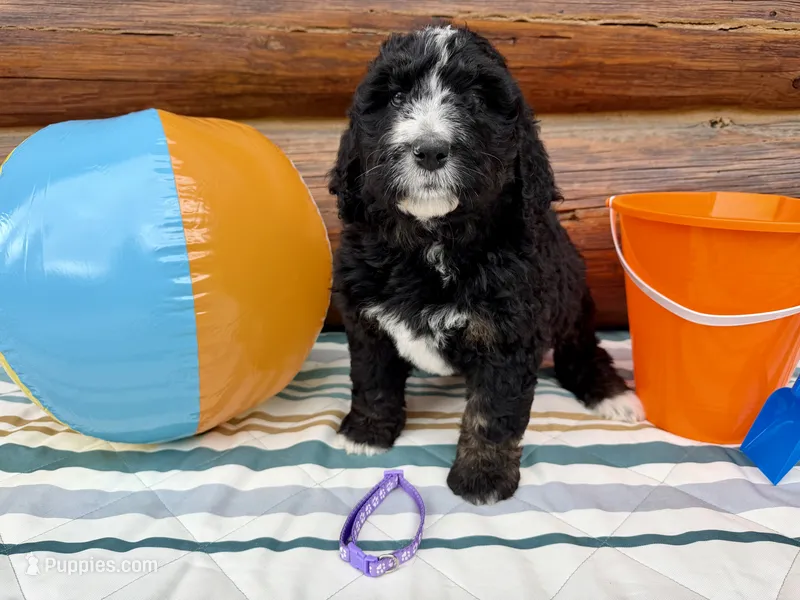 Light Purple Female – Bernedoodle puppy for sale in Coeur d'Alene, ID