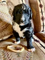 Tan Male, a male Bernedoodle for sale in Coeur d'Alene, ID – 2 of 5