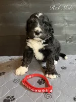 Red Male , a male Bernedoodle for sale in Coeur d'Alene, ID – 4 of 5
