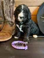 Light Purple Female, a female Bernedoodle for sale in Coeur d'Alene, ID – 3 of 5