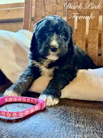 Dark Pink Female , a female Bernedoodle for sale in Coeur d'Alene, ID – 2 of 5