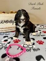 Dark Pink Female , a female Bernedoodle for sale in Coeur d'Alene, ID – 5 of 5