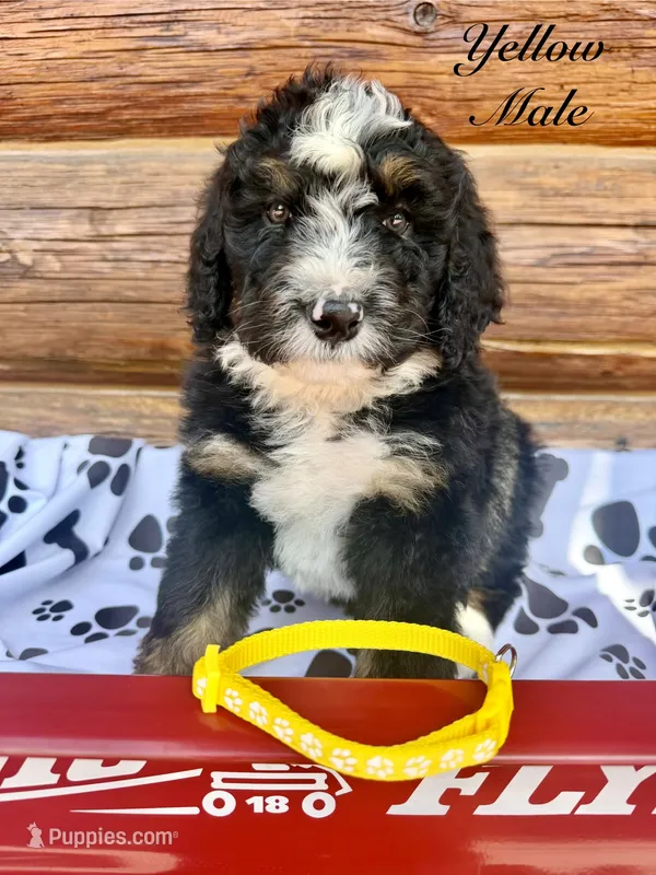 Yellow Male  – Bernedoodle puppy for sale in Coeur d'Alene, ID