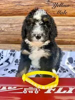 Yellow Male , a male Bernedoodle for sale in Coeur d'Alene, ID – 1 of 5