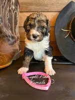 Light Pink Female , a female Bernedoodle for sale in Coeur d'Alene, ID – 3 of 5