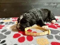 Tan Male, a male Bernedoodle for sale in Coeur d'Alene, ID – 5 of 5
