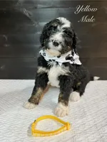 Yellow Male , a male Bernedoodle for sale in Coeur d'Alene, ID – 3 of 5
