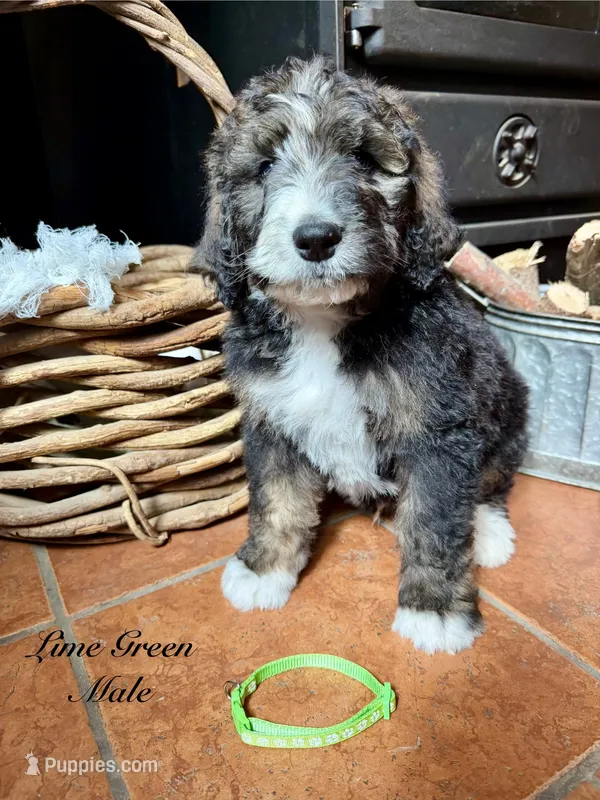Lime Green Male  – Bernedoodle puppy for sale in Coeur d'Alene, ID