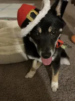 Sparky, a male Shiba Inu for sale in Highspire, PA – 4 of 5