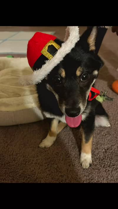 Sparky, a male Shiba Inu for sale in Highspire, PA – 5 of 5