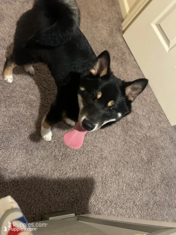 Sparky – Shiba Inu puppy for sale in Highspire, PA