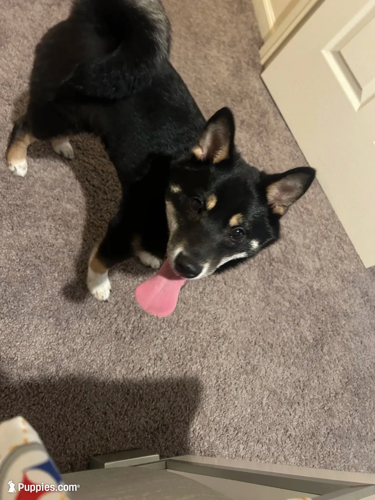 Sparky, a male Shiba Inu for sale in Highspire, PA – 1 of 5