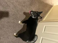Sparky, a male Shiba Inu for sale in Highspire, PA – 2 of 5