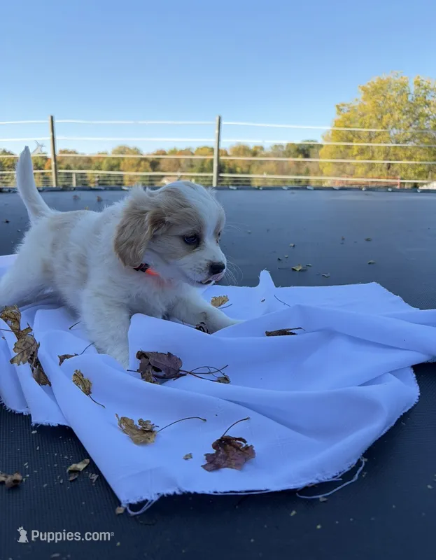 Charlie – Cavalier King Charles Spaniel puppy for sale in Spencerville, IN