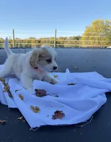 Charlie, a male Cavalier King Charles Spaniel for sale in Spencerville, IN – 1 of 4