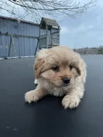 Marley, a male Cavalier King Charles Spaniel for sale in Spencerville, IN – Photo 3 of 3