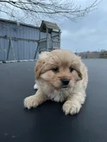 Marley, a male Cavalier King Charles Spaniel for sale in Spencerville, IN – Photo 2 of 3