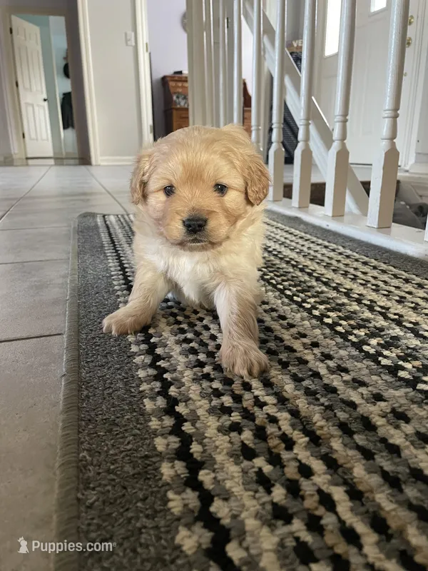 Marley – Cavalier King Charles Spaniel puppy for sale in Spencerville, IN