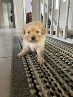 Marley, a male Cavalier King Charles Spaniel for sale in Spencerville, IN – Photo 1 of 3