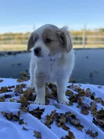 Milo , a male Cavalier King Charles Spaniel for sale in Spencerville, IN – 2 of 4