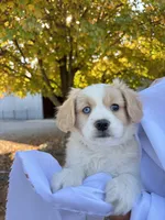 Milo , a male Cavalier King Charles Spaniel for sale in Spencerville, IN – 4 of 4