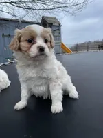 Hazel, a female Cavalier King Charles Spaniel for sale in Spencerville, IN – Photo 2 of 2
