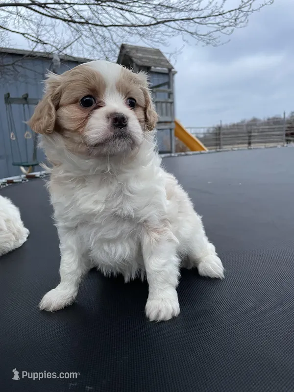 Hazel – Cavalier King Charles Spaniel puppy for sale in Spencerville, IN