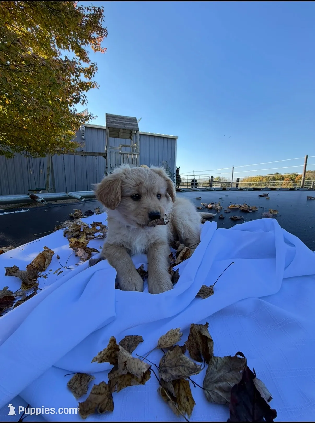 Cinnamon, a male Cavalier King Charles Spaniel for sale in Spencerville, IN – 1 of 4