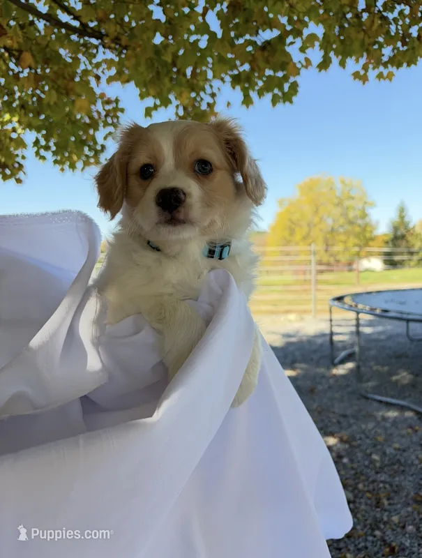 Tinker  – Cavalier King Charles Spaniel puppy for sale in Spencerville, IN