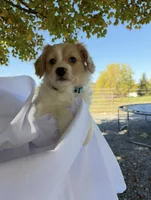 Tinker , a male Cavalier King Charles Spaniel for sale in Spencerville, IN – 1 of 3