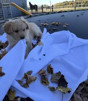 Cinnamon, a male Cavalier King Charles Spaniel for sale in Spencerville, IN – 3 of 4