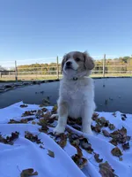 Milo , a male Cavalier King Charles Spaniel for sale in Spencerville, IN – 3 of 4
