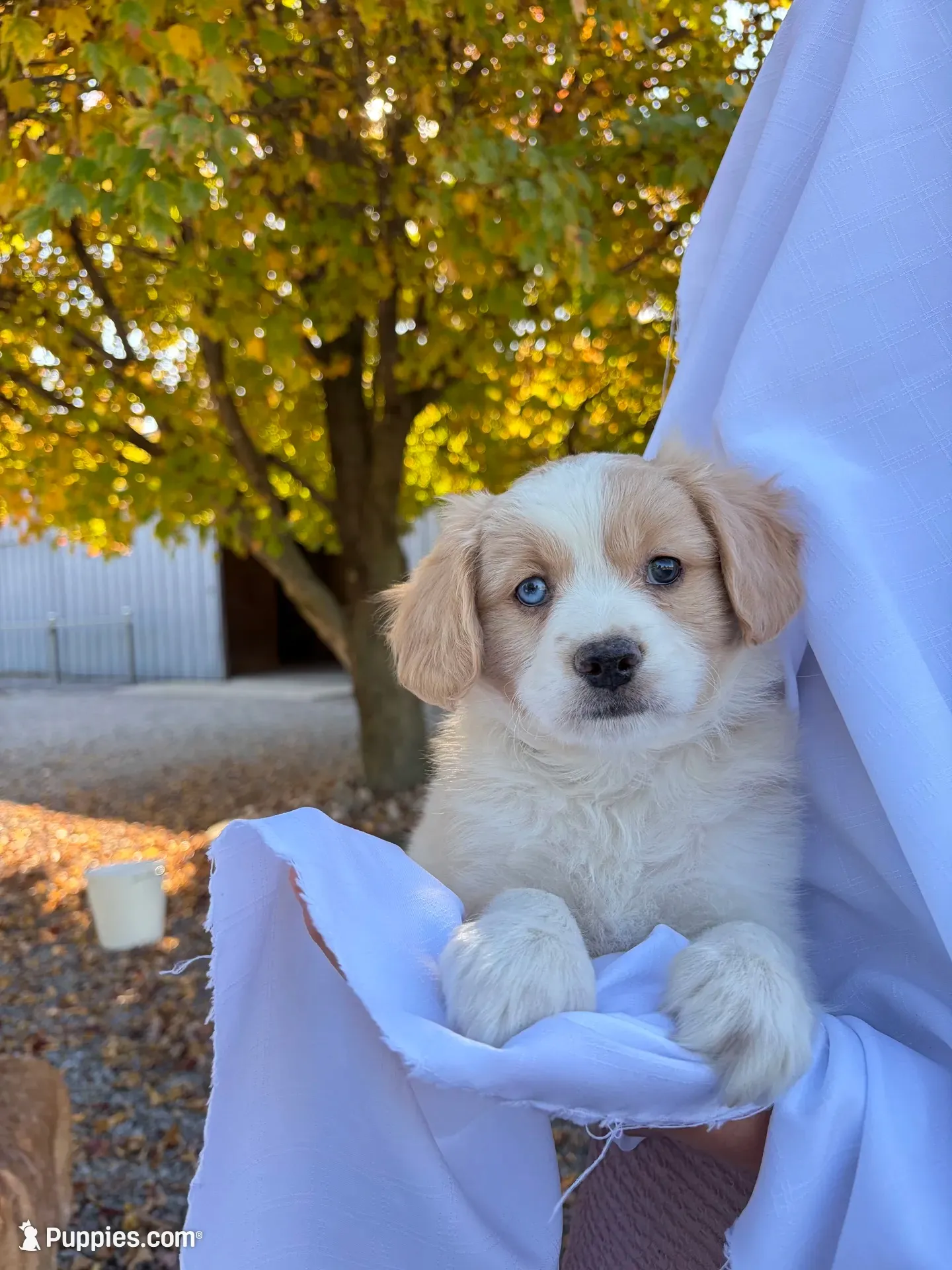 Milo , a male Cavalier King Charles Spaniel for sale in Spencerville, IN – 1 of 4