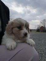 Bella, a female Cavalier King Charles Spaniel for sale in Spencerville, IN – Photo 3 of 3