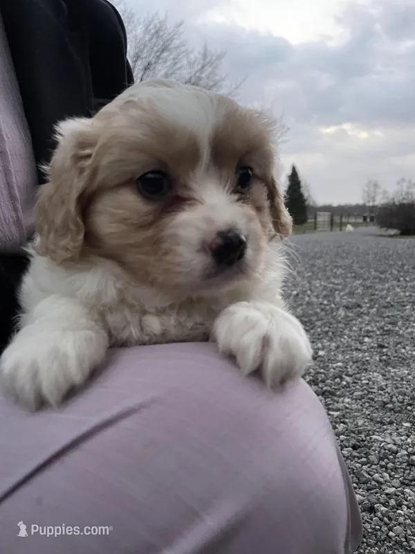 Bella – Cavalier King Charles Spaniel puppy for sale in Spencerville, IN