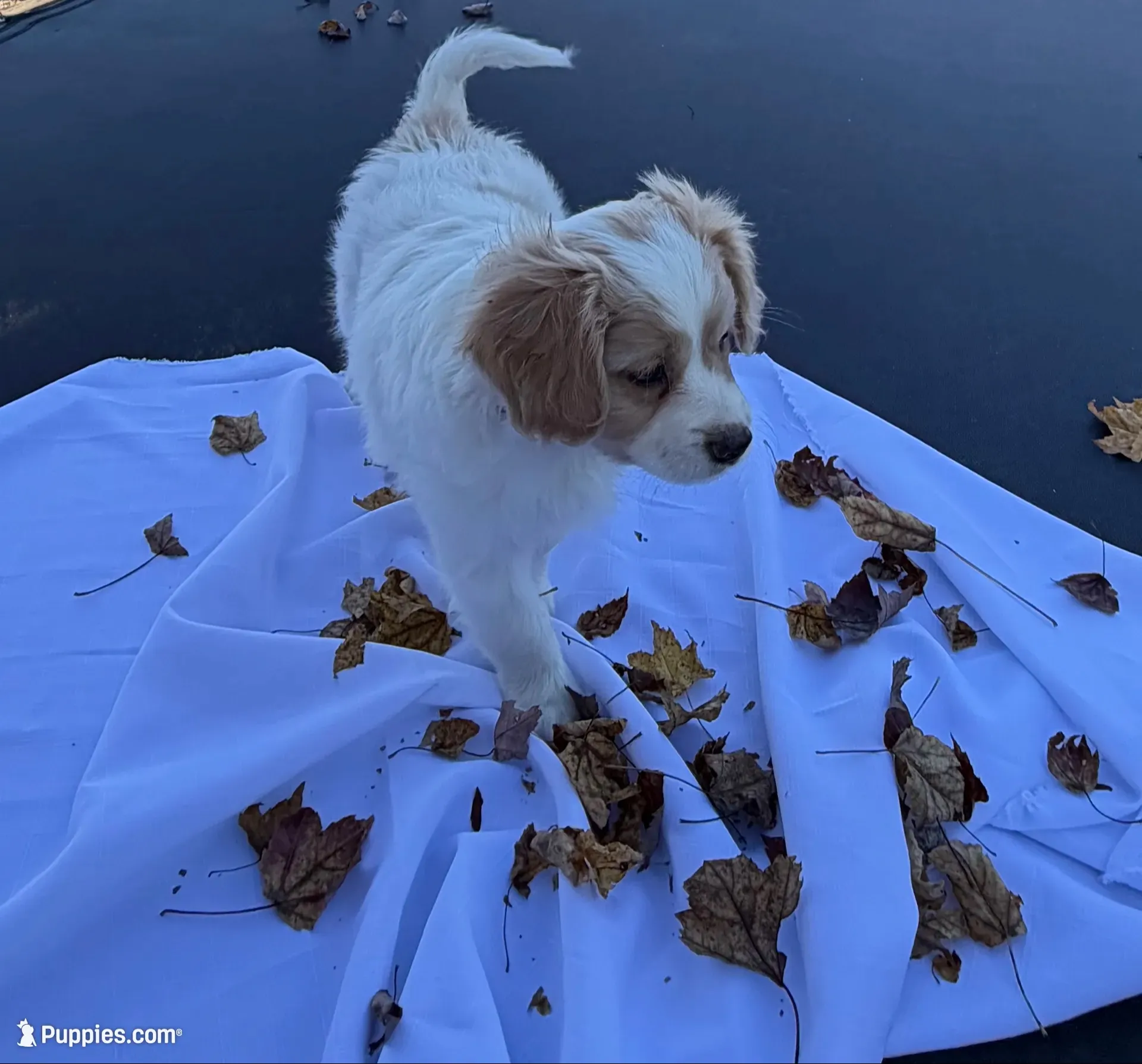 Tinker , a male Cavalier King Charles Spaniel for sale in Spencerville, IN – 3 of 3