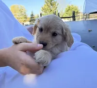 Muffin, a female Cavalier King Charles Spaniel for sale in Spencerville, IN – 3 of 4