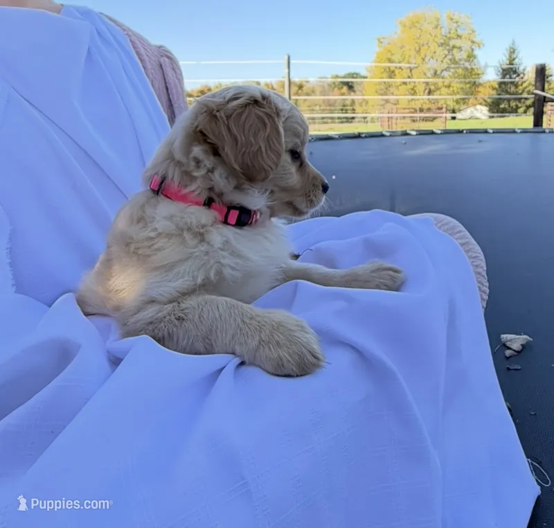 Muffin – Cavalier King Charles Spaniel puppy for sale in Spencerville, IN