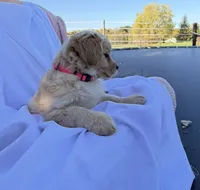 Muffin, a female Cavalier King Charles Spaniel for sale in Spencerville, IN – 1 of 4
