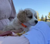 Charlie, a male Cavalier King Charles Spaniel for sale in Spencerville, IN – 3 of 4