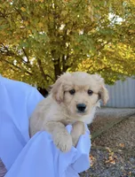 Cinnamon, a male Cavalier King Charles Spaniel for sale in Spencerville, IN – 4 of 4
